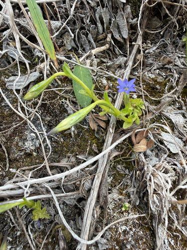 Gentiana prostrata, photograph 1