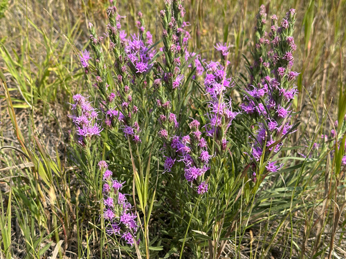 dotted gayfeather
