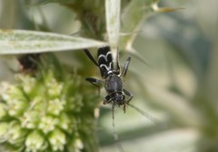 Chlorophorus sartor
