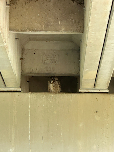 Great Horned Owl