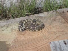 Crotalus oreganus