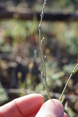 Streptanthus brachiatus