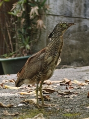 黑冠麻鷺