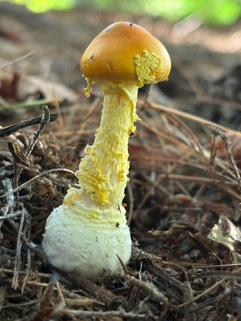 Frost's Amanita · August 2026 · photo: Photo: (c) delognut, some rights reserved (CC BY) · iNaturalist