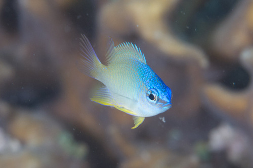 Blauwgespikkelde juffer (Chrysiptera oxycephala) — Pomacentridae — 3