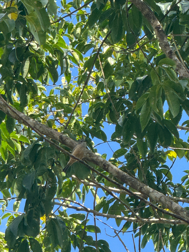 Rufous Whistler