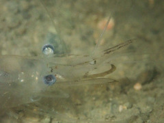 Leptocarpus potamiscus