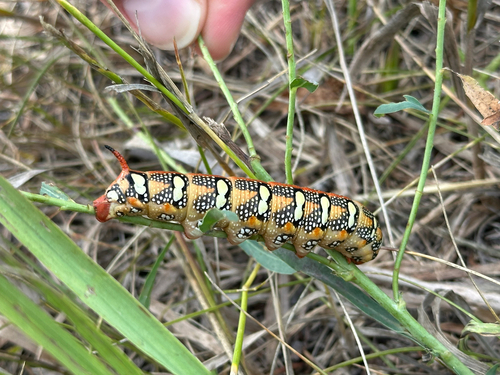 Leafy Spurge Hawkmoth