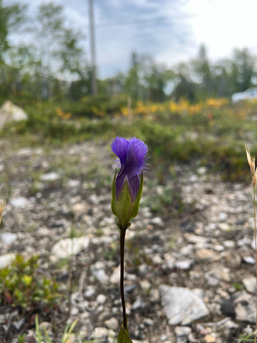 greater fringed gentian