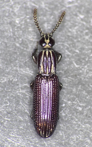 American Crudely Carved Wrinkle Beetle photo 4