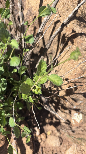 desert myrtlecroton