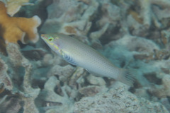 Halichoeres chloropterus