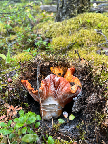 lobster mushroom