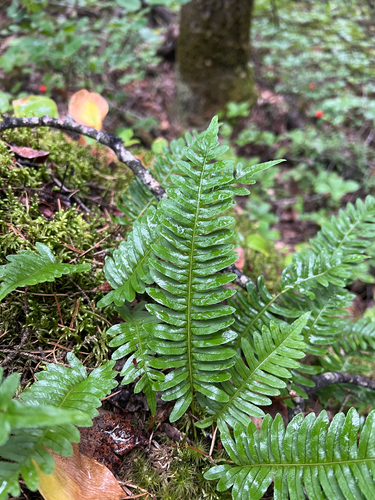 rock polypody