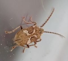 Ptinomorphus imperialis