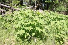 Smallanthus uvedalia