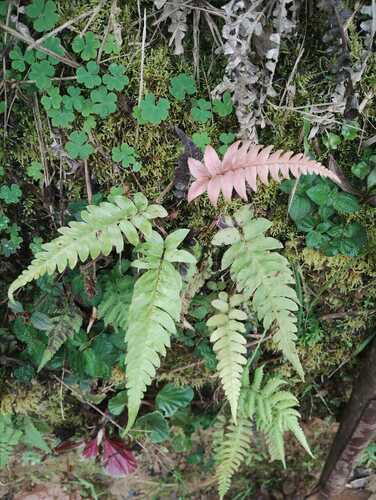 Hammock fern