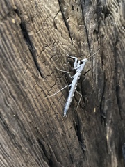 Litaneutria pacifica