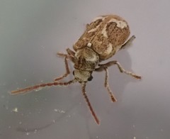 Ptinomorphus imperialis