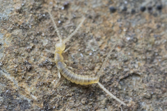 Diplura