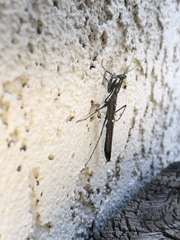 Litaneutria pacifica