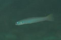 Ptereleotris microlepis