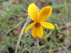 Viola douglasii