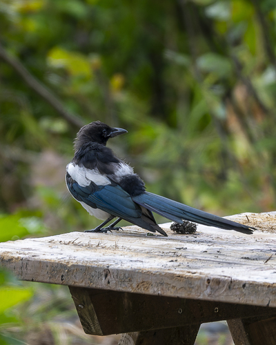Black-billed Magpie