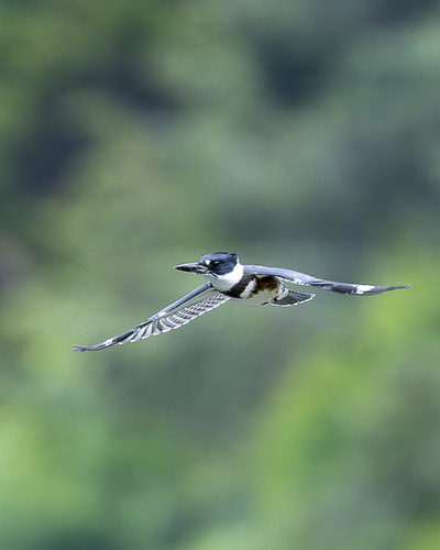 Belted Kingfisher