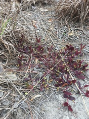 Euphorbia ipecacuanhae