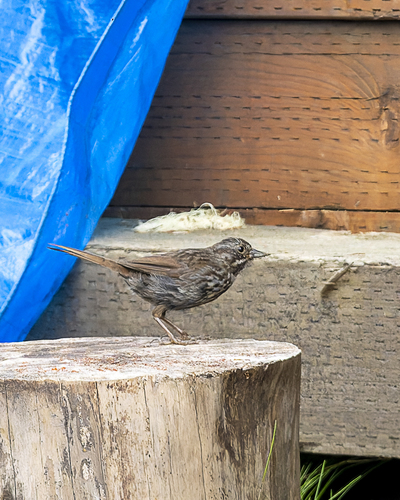 Song Sparrow
