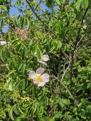 Rosa canina
