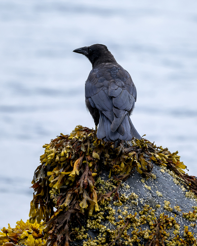 American Crow