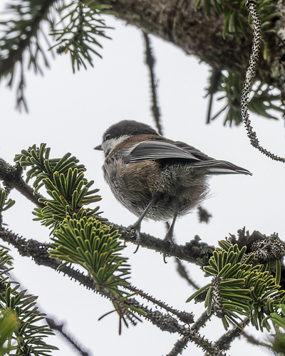 Chestnut-backed Chickadee