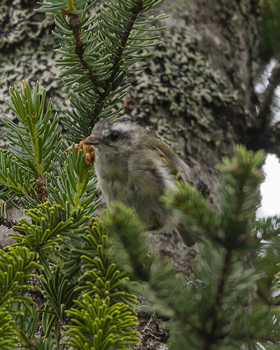 Golden-crowned Kinglet