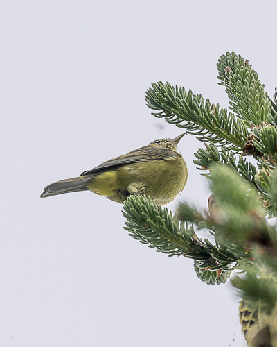 Orange-crowned Warbler