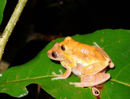 Taylor's Yellow Tree Frog