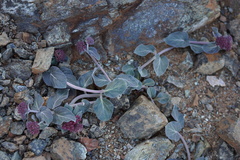 Asclepias solanoana