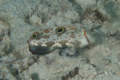 Signigobius biocellatus