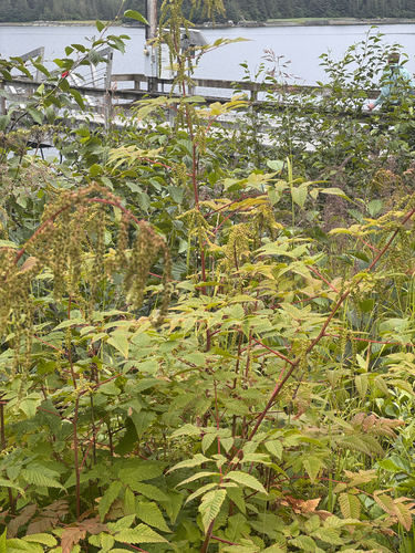 Goatsbeard