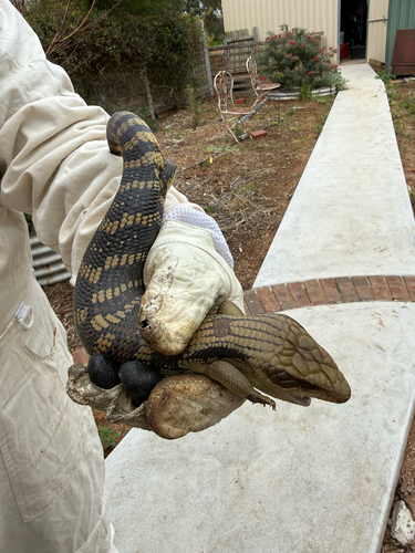 Common Bluetongue