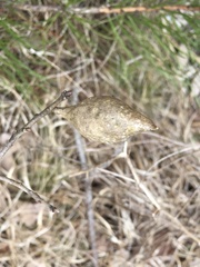 Amphibolips quercusilicifoliae
