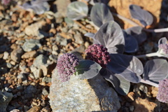 Asclepias solanoana