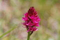 Gymnadenia