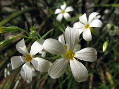 Phlox tenuifolia