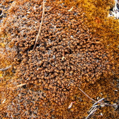 Trichostomum brachydontium