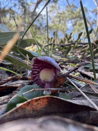 veined helmet-orchid