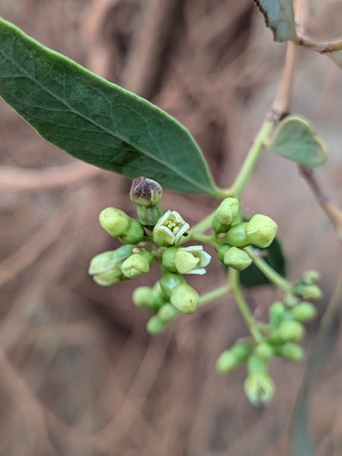 Santalum lanceolatum, photograph 2