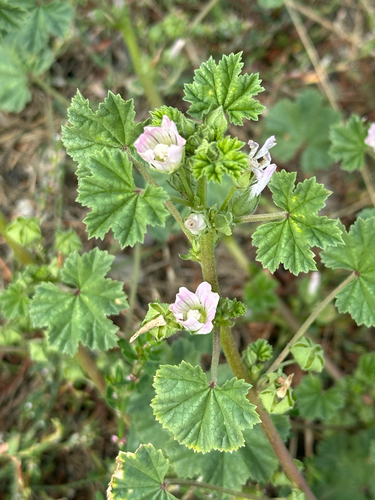 dwarf mallow
