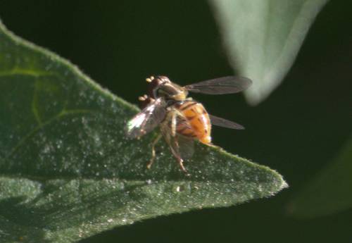 iNaturalist observation photo of Margined Calligrapher